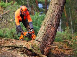 Best Root Management and Removal  in Millville, UT